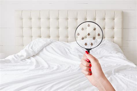 bed bug naked eye|Solved! 5 Early Signs of Bed Bugs to Never Ignore